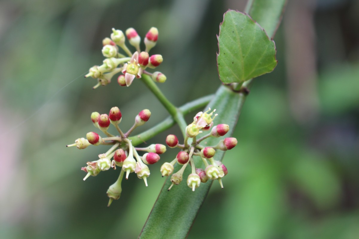 Cissus quadrangularis L.